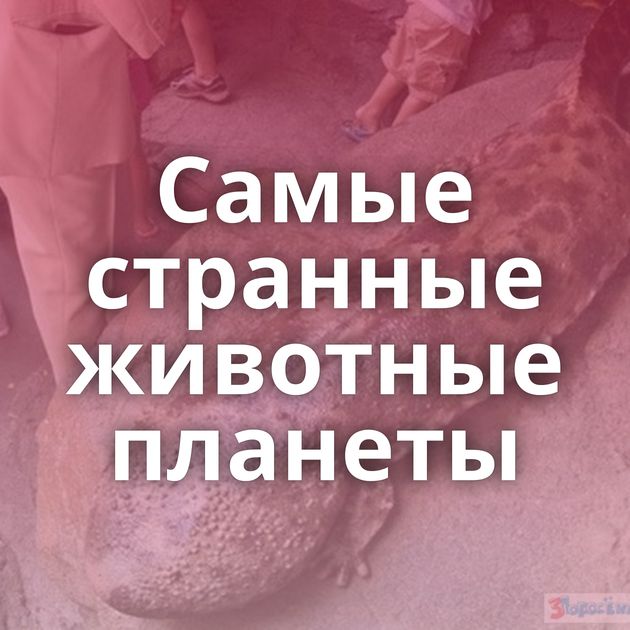 Самые странные животные планеты