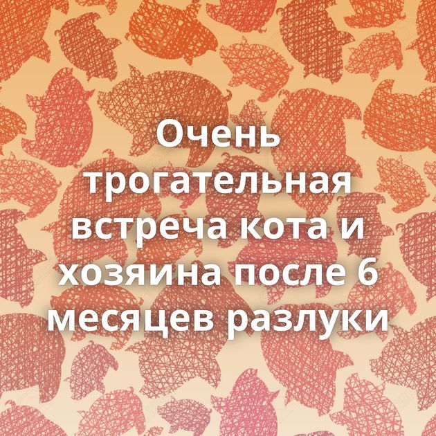 Очень трогательная встреча кота и хозяина после 6 месяцев разлуки