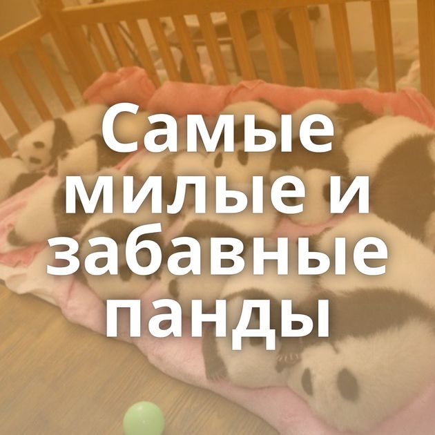 Самые милые и забавные панды