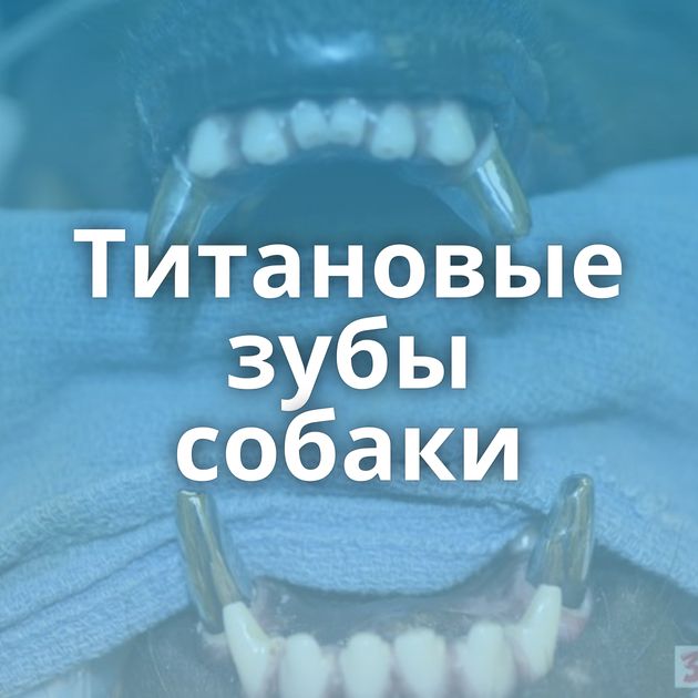 Титановые зубы собаки