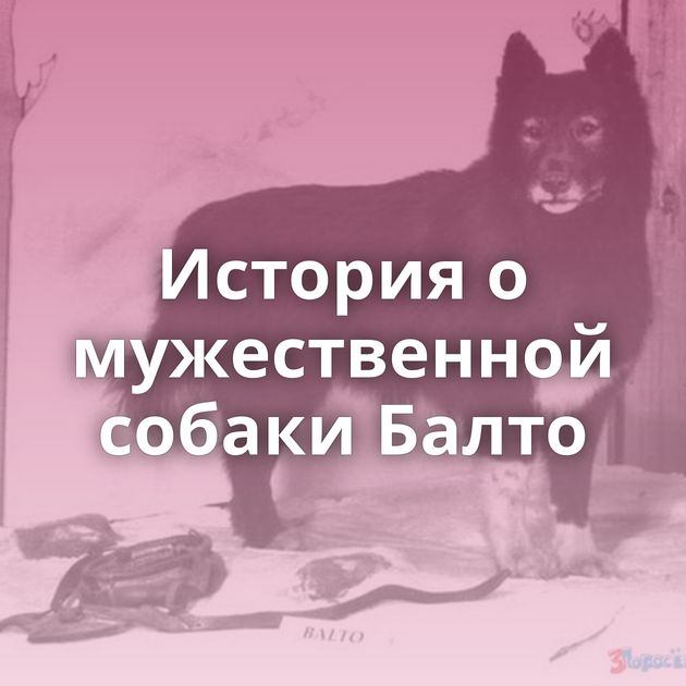 История о мужественной собаки Балто