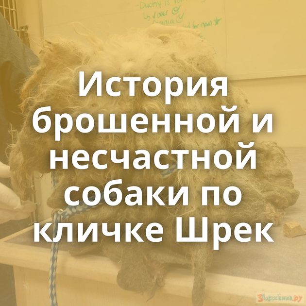 История брошенной и несчастной собаки по кличке Шрек