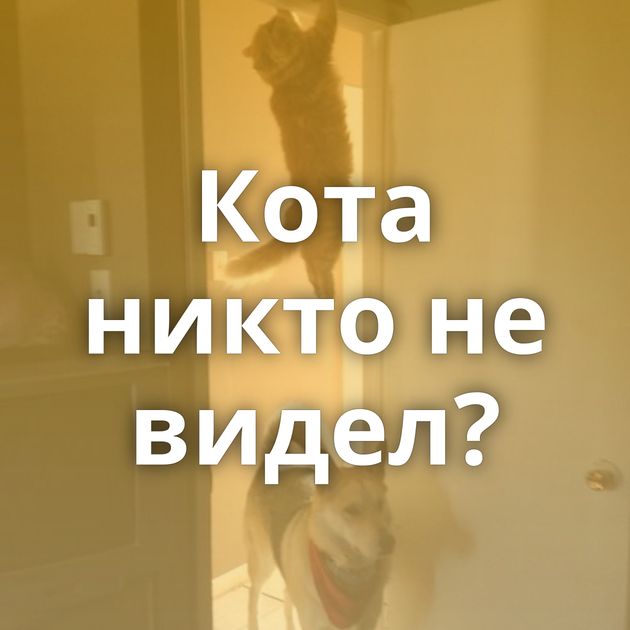 Кота никто не видел?