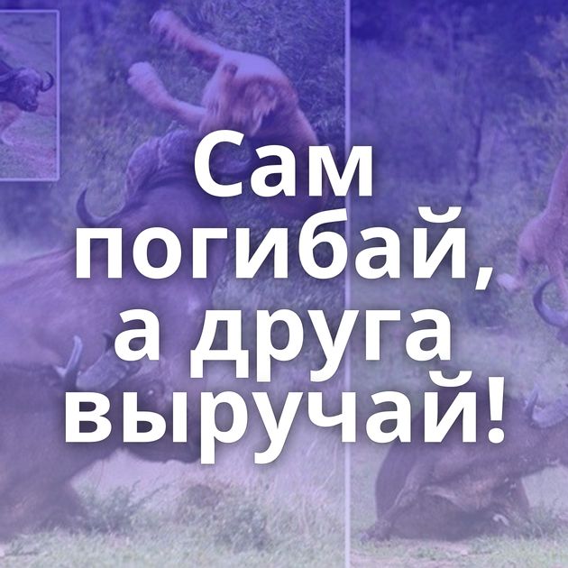 Сам погибай, а друга выручай!