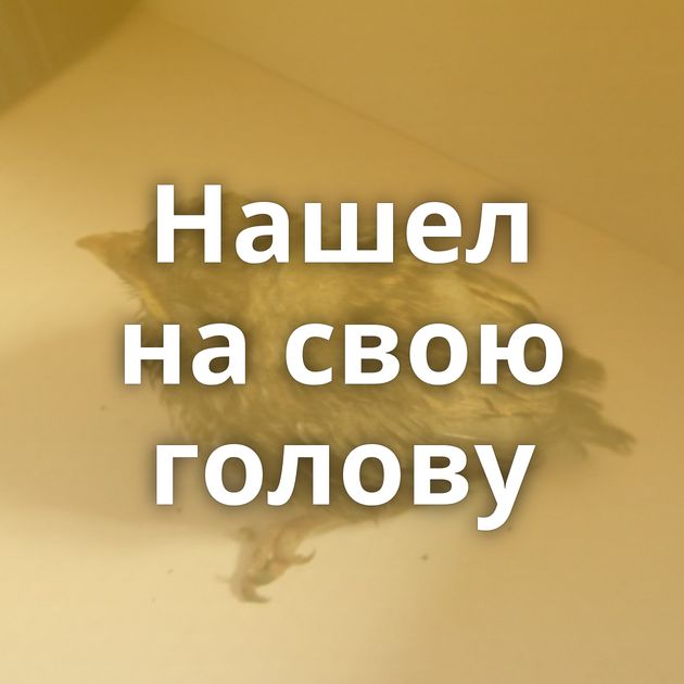 Нашел на свою голову