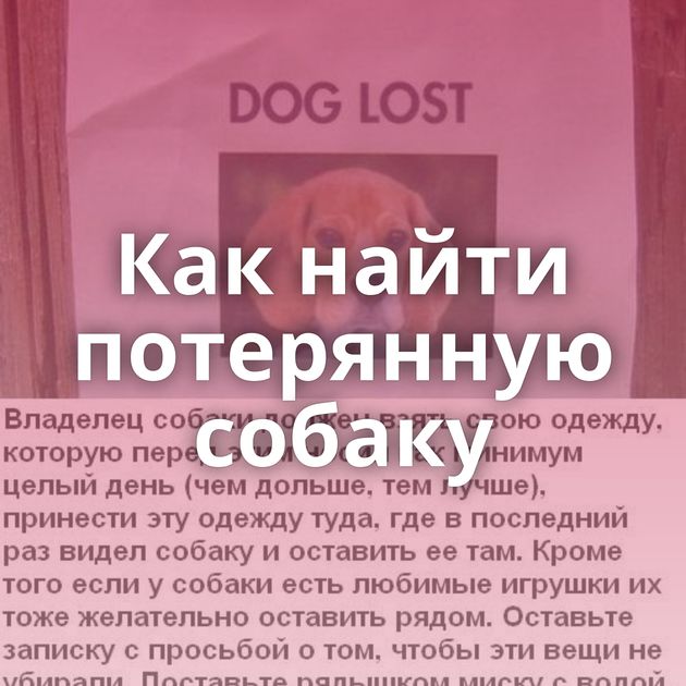 Как найти потерянную собаку