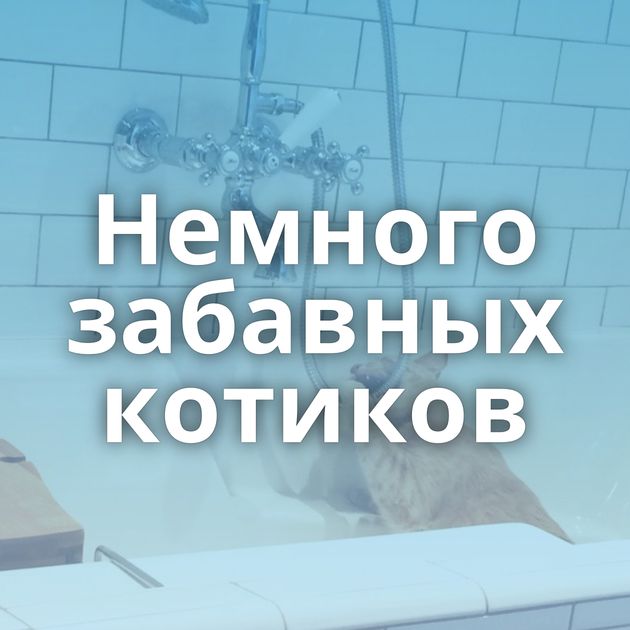 Немного забавных котиков