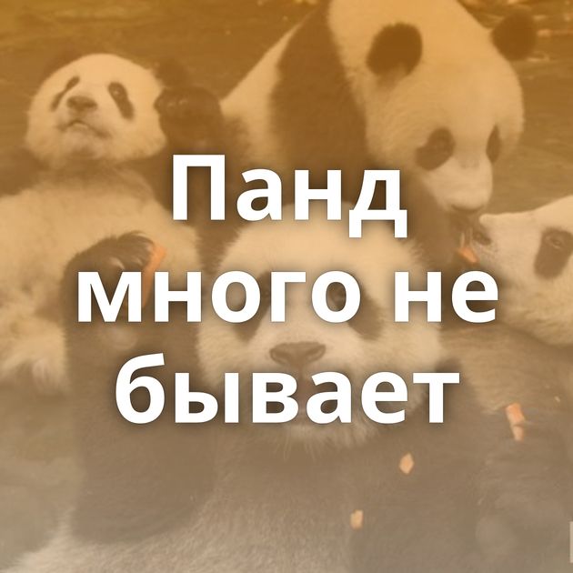 Панд много не бывает