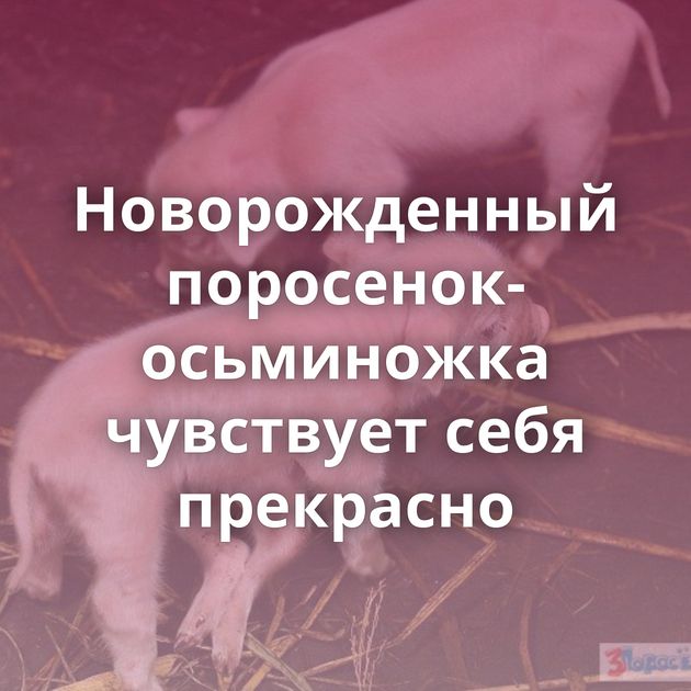 Новорожденный поросенок-осьминожка чувствует себя прекрасно