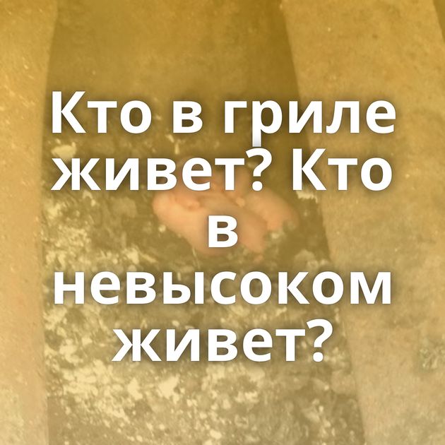 Кто в гриле живет? Кто в невысоком живет?