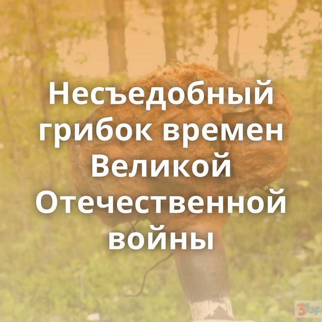 Несъедобный грибок времен Великой Отечественной войны