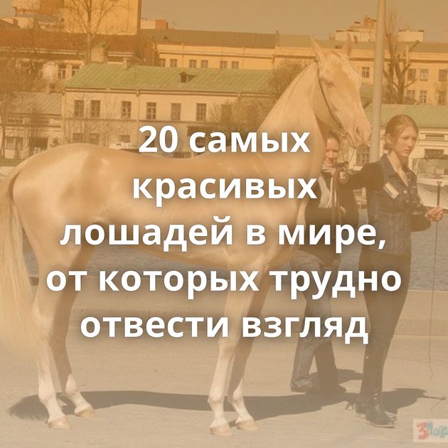 20 самых красивых лошадей в мире, от которых трудно отвести взгляд