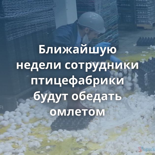 Ближайшую недели сотрудники птицефабрики будут обедать омлетом