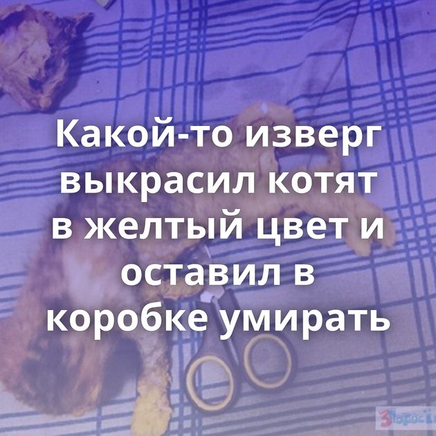 Какой-то изверг выкрасил котят в желтый цвет и оставил в коробке умирать