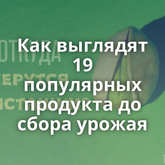 Как выглядят 19 популярных продукта до сбора урожая