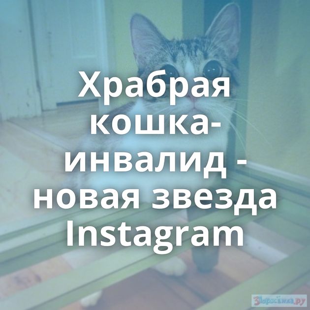 Храбрая кошка-инвалид - новая звезда Instagram
