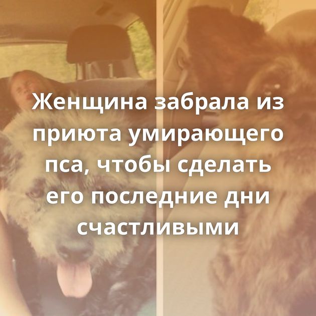 Женщина забрала из приюта умирающего пса, чтобы сделать его последние дни счастливыми