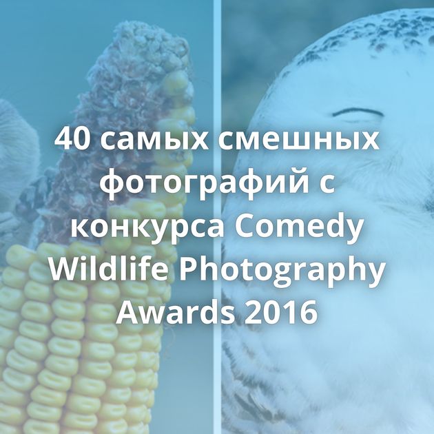 40 самых смешных фотографий с конкурса Comedy Wildlife Photography Awards 2016