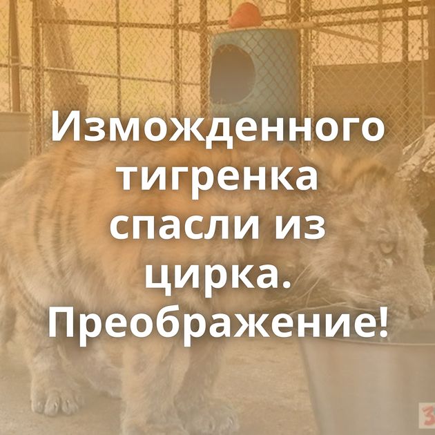 Изможденного тигренка спасли из цирка. Преображение!