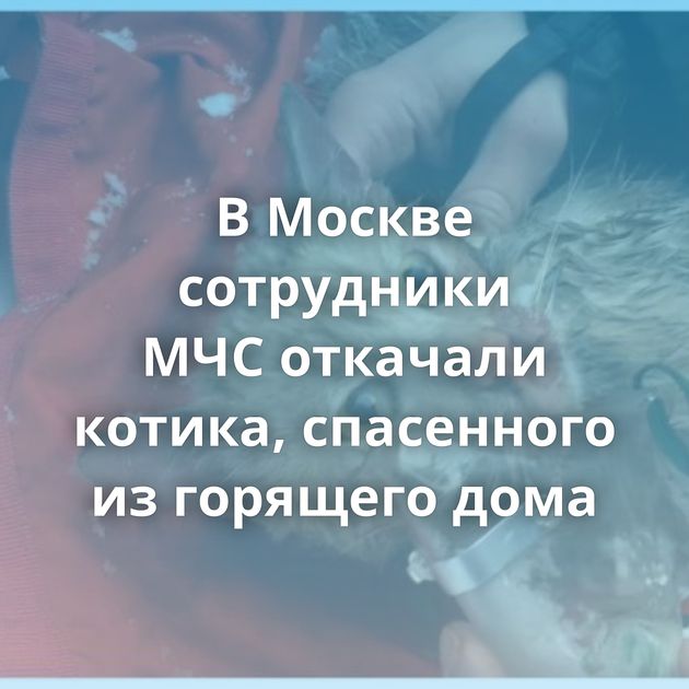 В Москве сотрудники МЧС откачали котика, спасенного из горящего дома