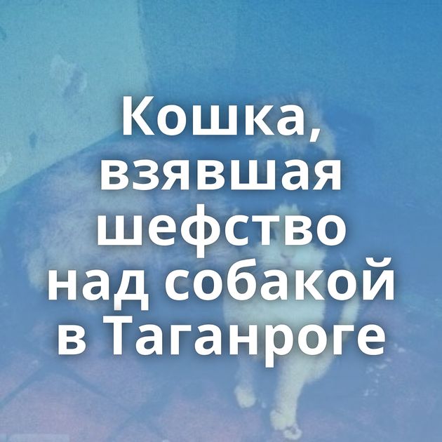 Кошка, взявшая шефство над собакой в Таганроге