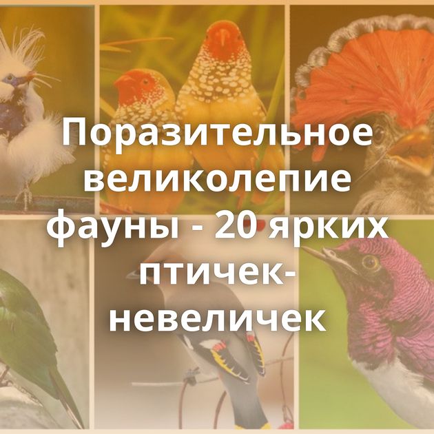Поразительное великолепие фауны - 20 ярких птичек-невеличек