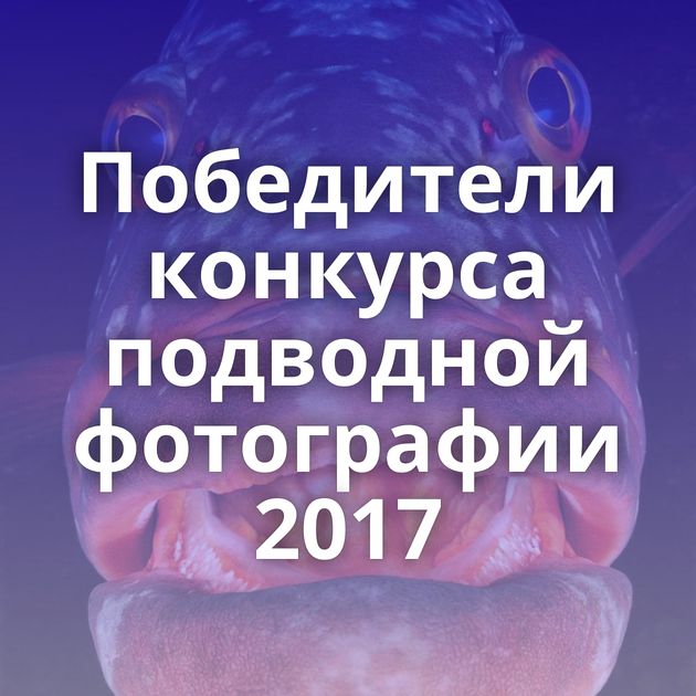 Победители конкурса подводной фотографии 2017