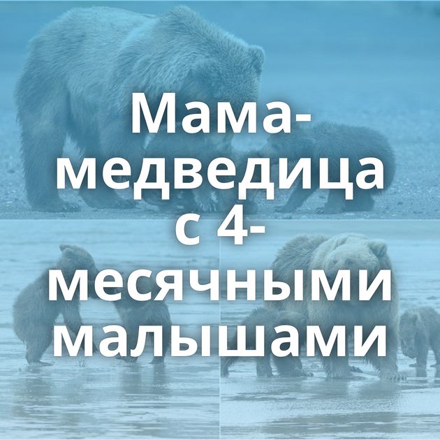 Мама-медведица с 4-месячными малышами