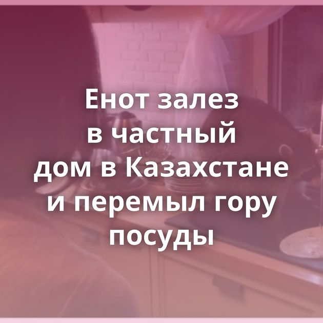 Енот залез в частный дом в Казахстане и перемыл гору посуды