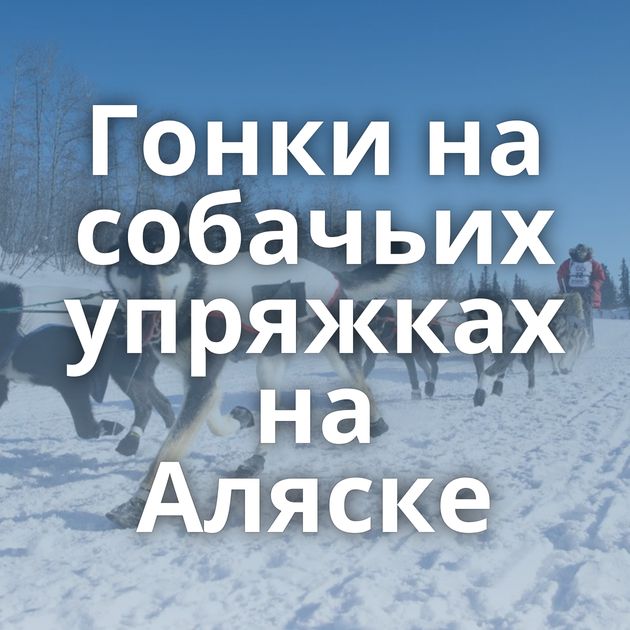 Гонки на собачьих упряжках на Аляске