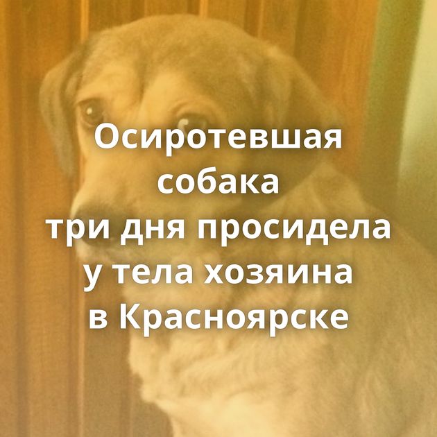 Осиротевшая собака три дня просидела у тела хозяина в Красноярске