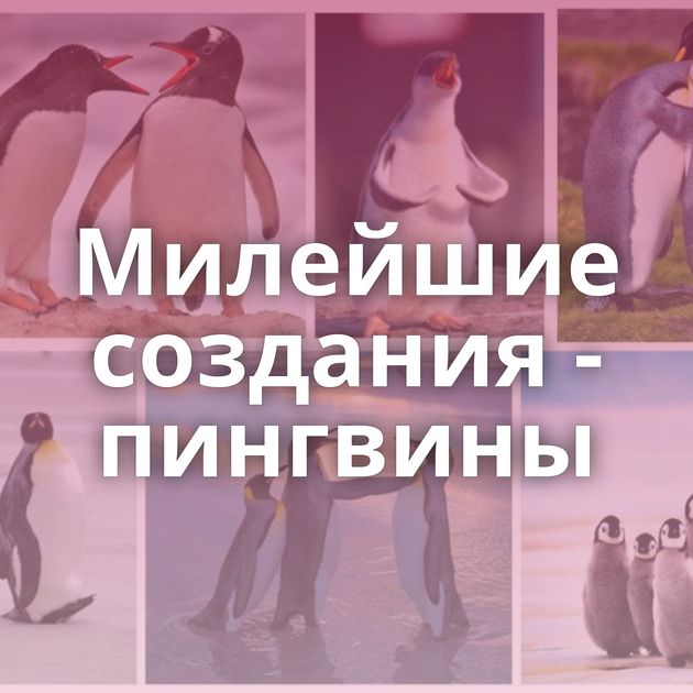 Милейшие создания - пингвины