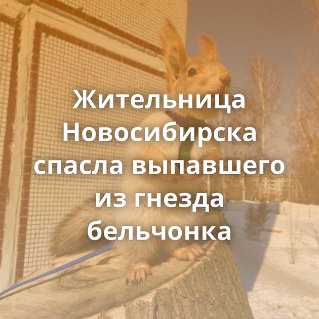 Жительница Новосибирска спасла выпавшего из гнезда бельчонка