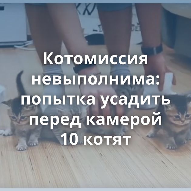 Котомиссия невыполнима: попытка усадить перед камерой 10 котят