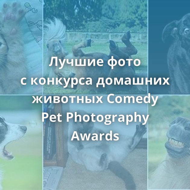 Лучшие фото с конкурса домашних животных Comedy Pet Photography Awards