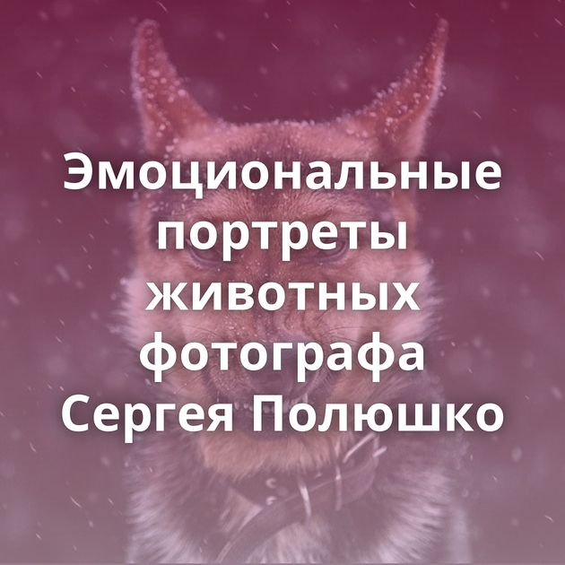 Эмоциональные портреты животных фотографа Сергея Полюшко