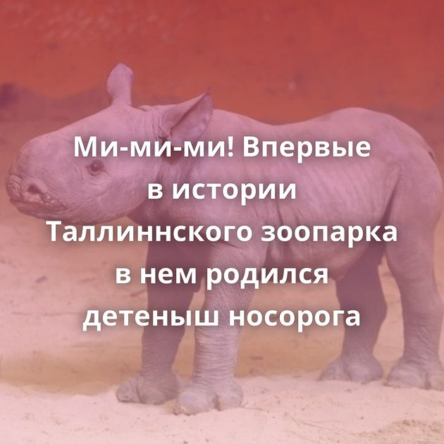 Ми-ми-ми! Впервые в истории Таллиннского зоопарка в нем родился детеныш носорога