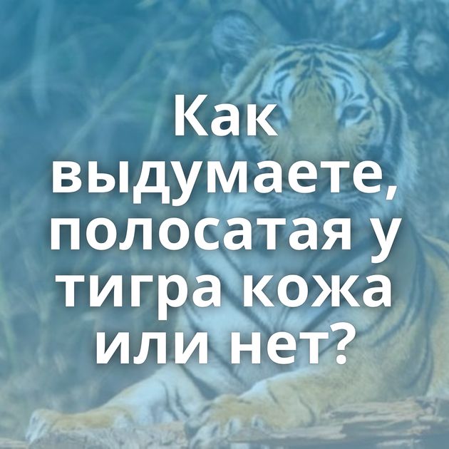 Как выдумаете, полосатая у тигра кожа или нет?