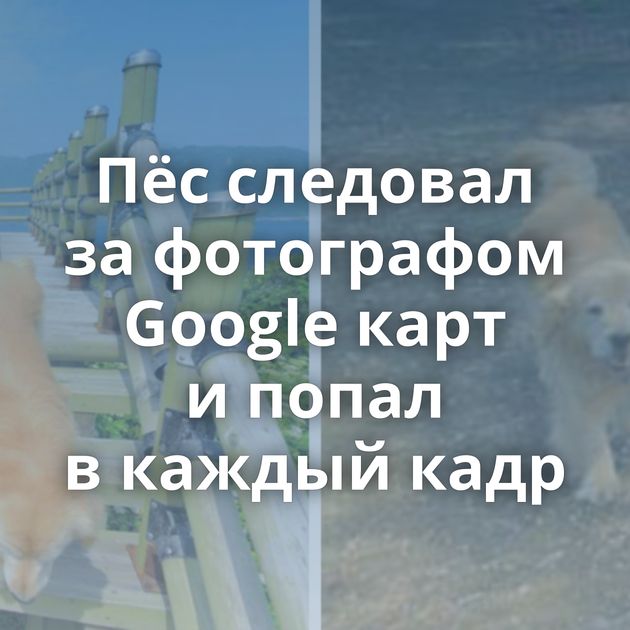 Пёс следовал за фотографом Google карт и попал в каждый кадр