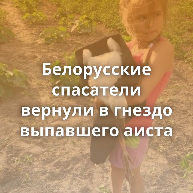Белорусские спасатели вернули в гнездо выпавшего аиста