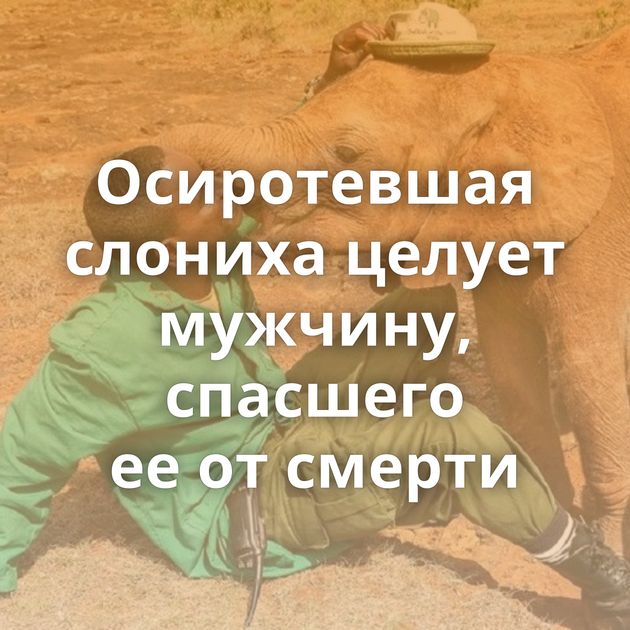 Осиротевшая слониха целует мужчину, спасшего ее от смерти