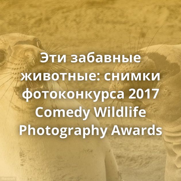 Эти забавные животные: снимки фотоконкурса 2017 Comedy Wildlife Photography Awards