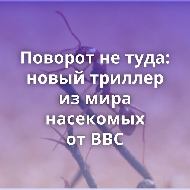Поворот не туда: новый триллер из мира насекомых от BBC