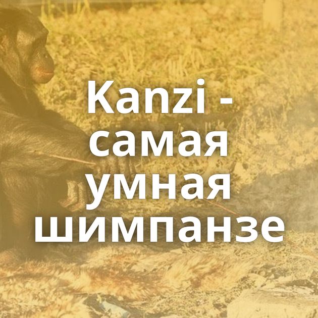 Kanzi - самая умная шимпанзе