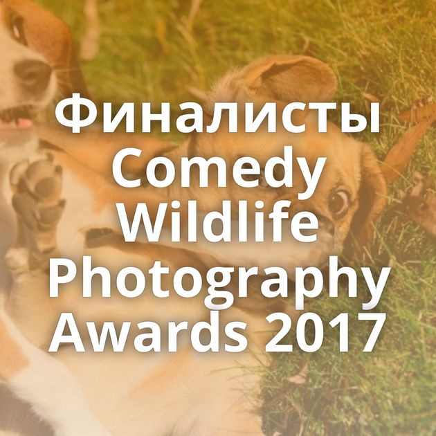 Финалисты Comedy Wildlife Photography Awards 2017