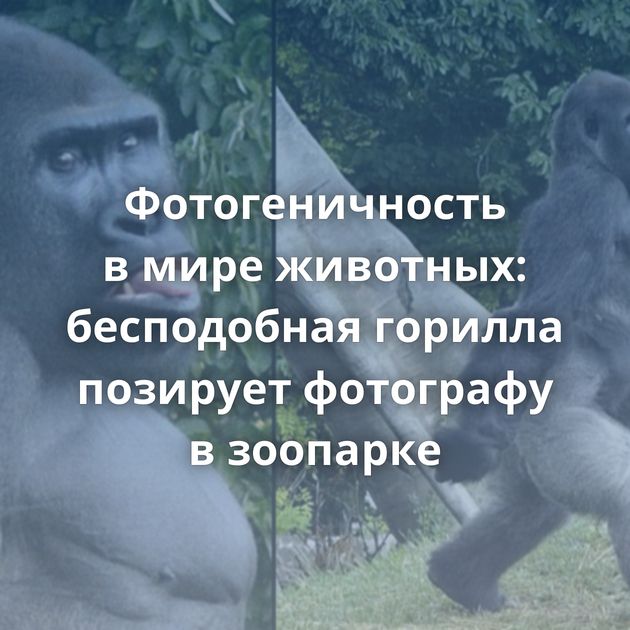 Фотогеничность в мире животных: бесподобная горилла позирует фотографу в зоопарке