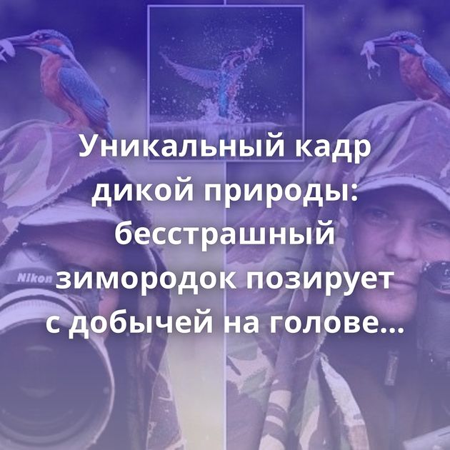 Уникальный кадр дикой природы: бесстрашный зимородок позирует с добычей на голове фотографа