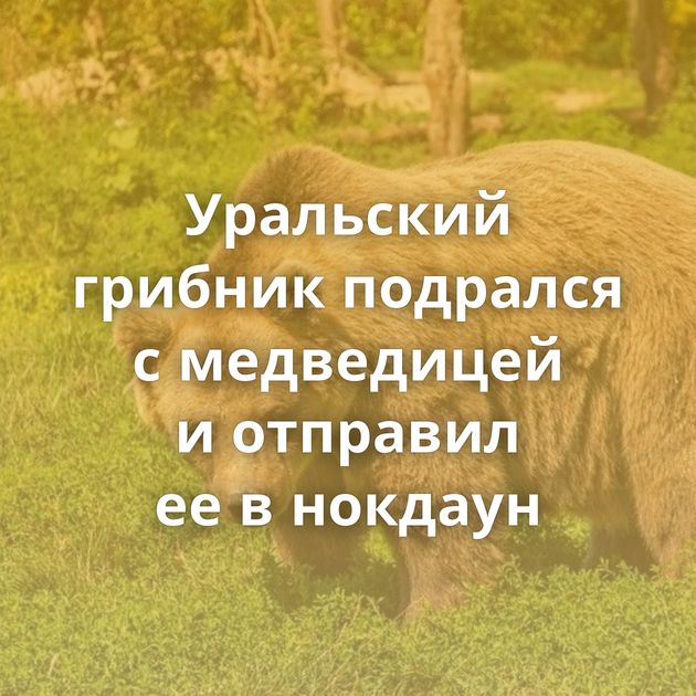 Уральский грибник подрался с медведицей и отправил ее в нокдаун
