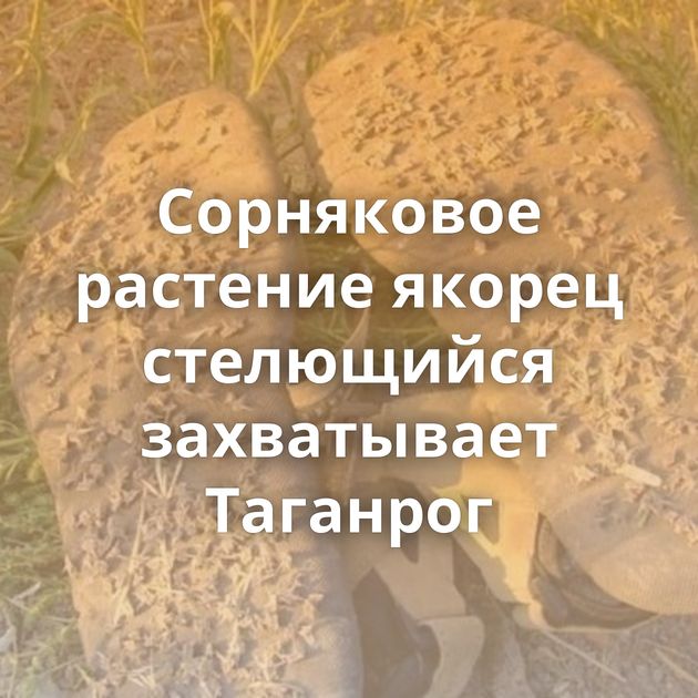 Сорняковое растение якорец стелющийся захватывает Таганрог