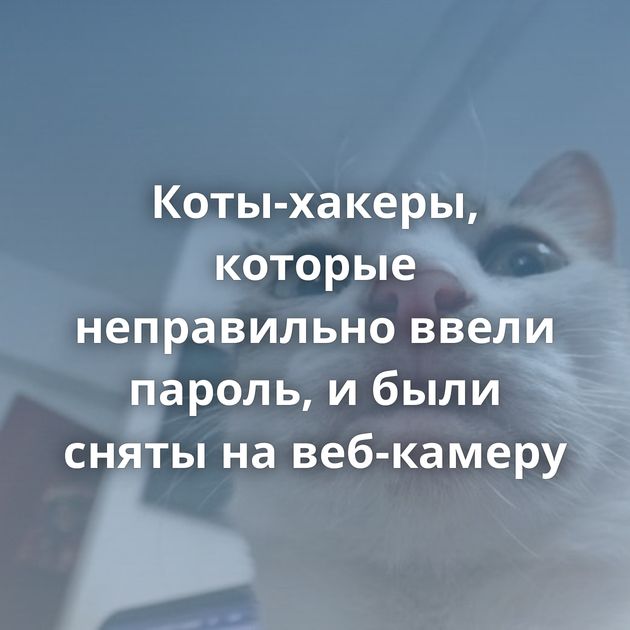 Коты-хакеры, которые неправильно ввели пароль, и были сняты на веб-камеру